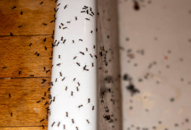 Best Ant Control Services  in Humble, TX